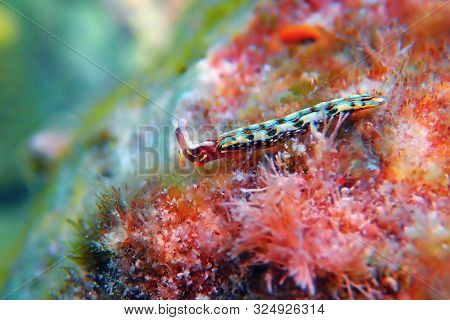 Thuridilla Hopei - Sacoglossan Sea Slug, Underwater Shoot In The Mediterranean Sea