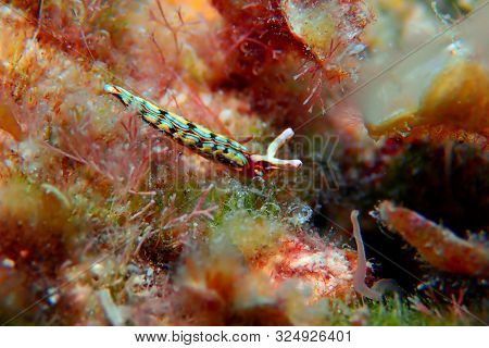 Thuridilla Hopei - Sacoglossan Sea Slug, Underwater Shoot In The Mediterranean Sea