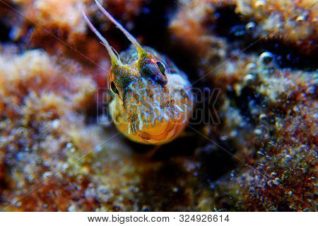 The Sphinx Blenny Fish - (aidablennius Sphynx)