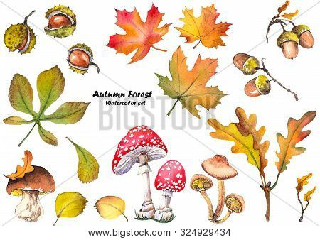 Autumn Set With Chestnuts, Acorns, Mushrooms And Leaves. Forest Illustration. Watercolor On White Ba