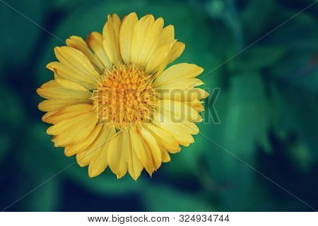Beautiful Fairy Dreamy Magic Yellow Coreopsis Calliopsis Tickseed Flower On Blurry Green Background.
