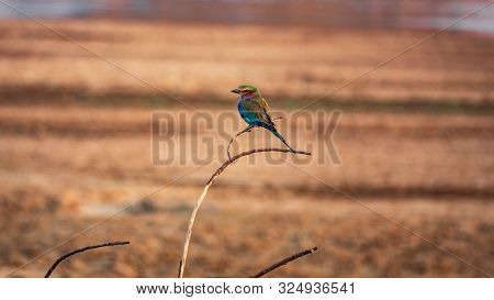 Carraca Lila, Coracias Caudatus Elegant Blue Plumage Perched On The Bush