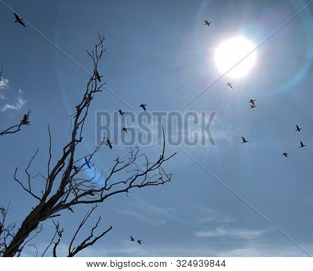 Migratory Birds On The Background Of The Sun And Sky. Wild Ducks Fly To Warmer Climes. Silhouettes O