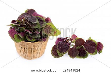 Closeup Red Spinach Isolated On White Background