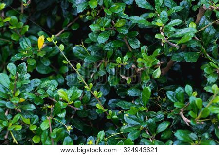 Green Tooth Brush Tree Or Siamese Rough Bush  Tree Is Herbal And Decoration Gardens On Decorative Tr