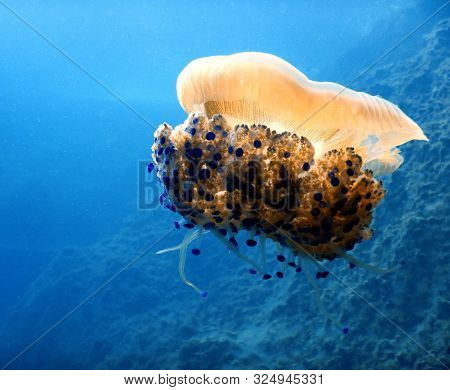 Close Up Of A Gliding Jellyfish In Deep Blue Water