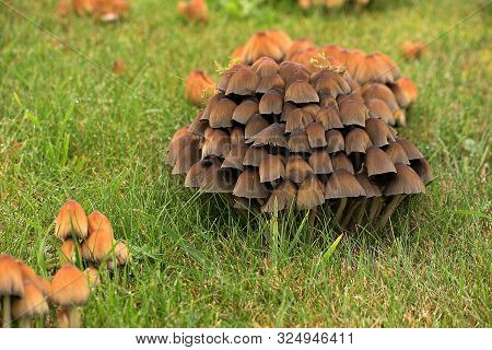 Coprinus Micaceus. Mushroom Growing In The Grass In The Garden