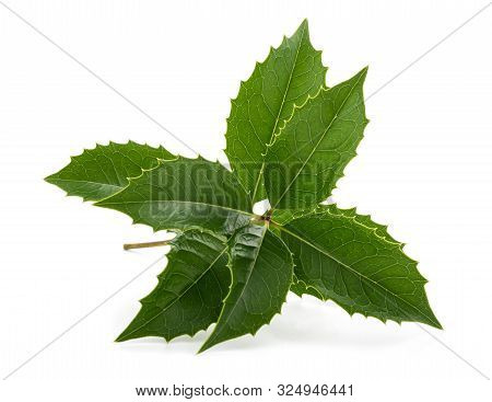 Holly Sprig Whit Leaves Isolated On White Background