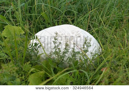 Langermannia Gigantea. Big White Mushroom Growing In Grass