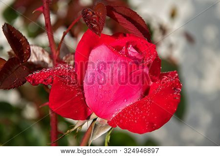 Red Rose With Water Drops. The Sun Shines On A Rose