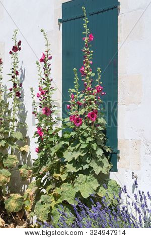 Ile de Re Hollyhocks and white house with green shutters