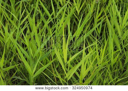 Blurred Image Of Beautiful Dark Green Grass. Clopped Shot Of Green Field. Dark Green Grass Backgroun