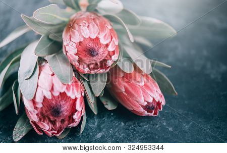 Protea flowers bunch. Blooming Pink King Protea Plant over dark background. Extreme closeup. Holiday gift, bouquet, buds. One Beautiful fashion flower macro shot. Valentine's Day gift