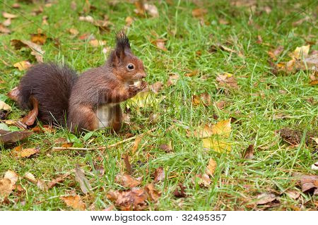 Red squirrel eating a peanut