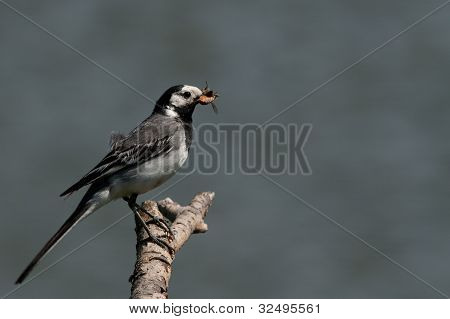 Wagtail on a twig with insects in its beak