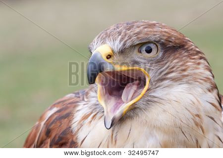 Portrait of a Long-legged Buzzard with open beak