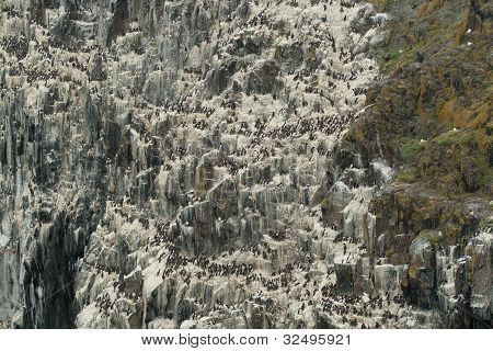 Cliff with a Guillemot colony