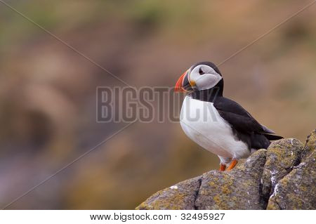 Puffin ( Fratercula arctica ) standing on a rock