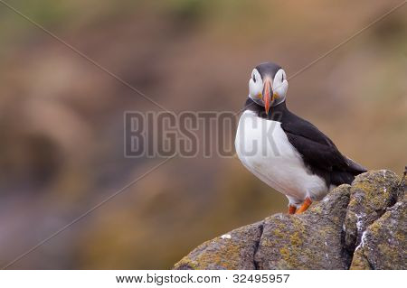 Papageitaucher (Fratercula Arctica) stehend auf einem Felsen