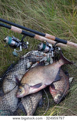 Successful Fishing -  Big Freshwater Bream Fish And Fishing Rod With Reel On Keepnet With Fishery Ca