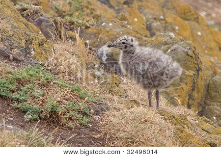 Lesser black-backed gull chick