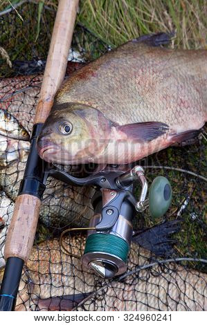 Successful Fishing -  Big Freshwater Bream Fish And Fishing Rod With Reel On Keepnet With Fishery Ca