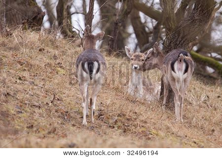 Damhirsch (Dama Dama)
