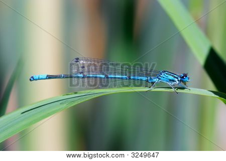 Blue Damselfly