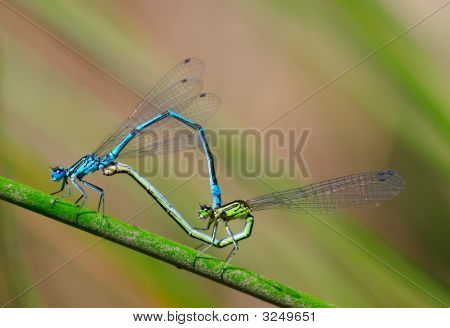 Damselfly Sex