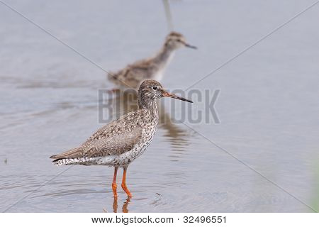 Redshank arka planda bir civciv ile