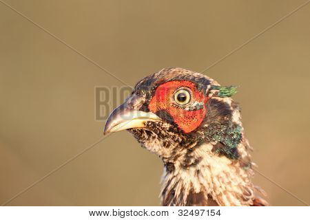 ภาพเหมือนของไก่ฟ้าสีเป็น