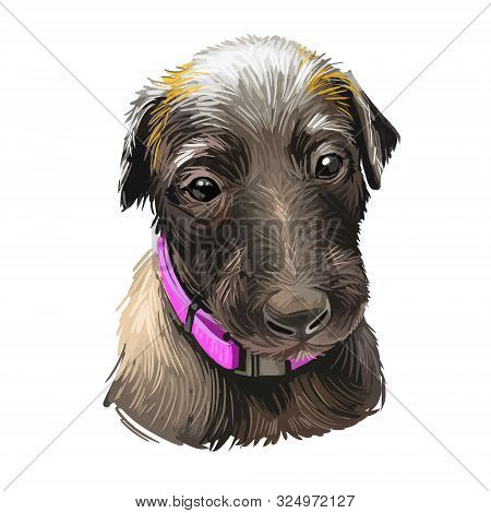 Scottish Deerhound Pet Originated From Scotland Digital Art Illustration . Canine With Long Haired C