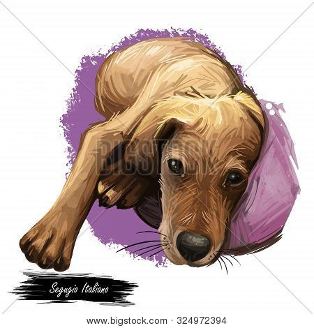 Segugio Italiano Italian Breed Of Dog Digital Art. Isolated Watercolor Pet Portrait Of Purebred Dome