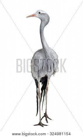 Blue Crane, Grus paradisea, also known as the Stanley crane and the paradise crane against white background