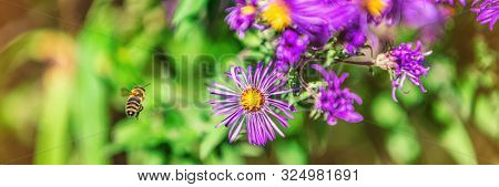 Bee flying to purple aster flower to pollinate in autumn fall garden nature background. Bees, flowers copy space panoramic banner.