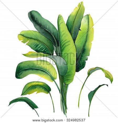 Tropical Banana Leaves. Watercolor Illustration Isolated On White Background.