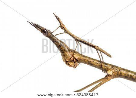 Young and adult Horsehead Grasshoppers, Pseudoproscopia scabra, in front if white background