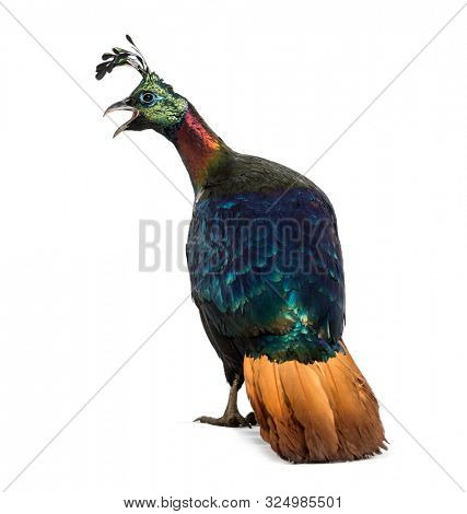 Himalayan monal, Lophophorus impejanus, also known as the Impeyan monal and Impeyan pheasant standing against white background