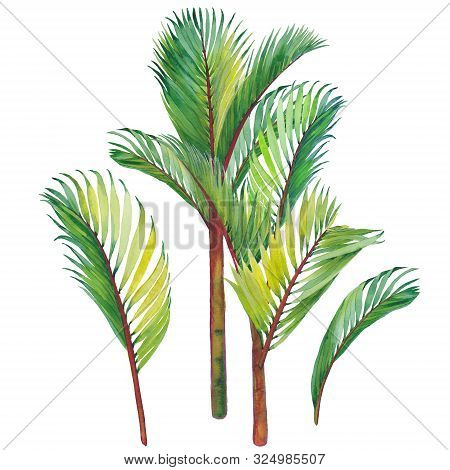 Tropical Palm Leaves. Watercolor Illustration Isolated On White Background.