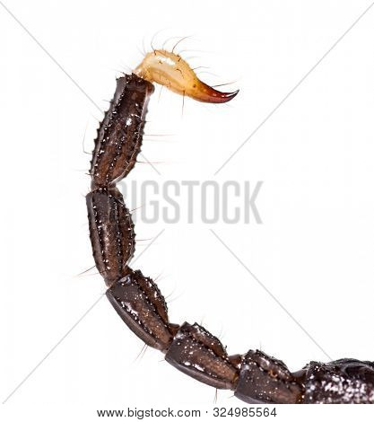 Close up of the tail and stinger of Pandinus dictator, in front of white background