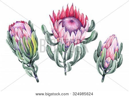 Set Of Exotic Protea Flowers. Watercolor On White Background. Isolated Elements For Design.