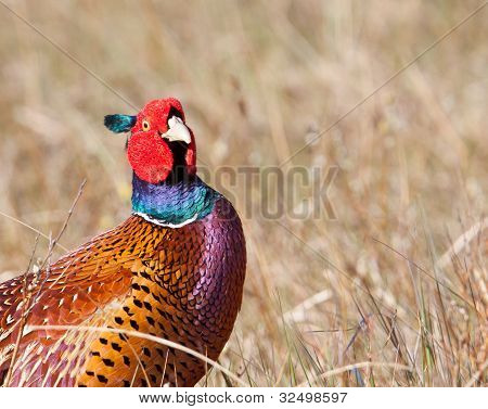 ภาพเหมือนของไก่ฟ้าสีทั่วไปเป็นชาย