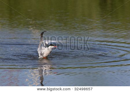 Sterna comune, lasciando l'acqua