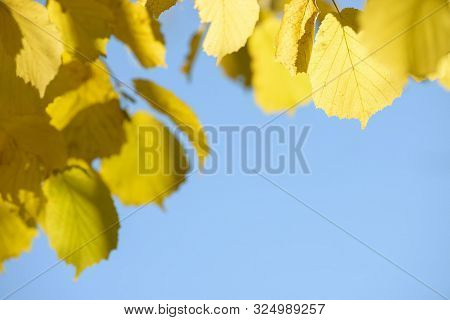 Beautiful Colorful Leaves In Autumn Forest. Red, Orange, Yellow, Green And Brown Autumn Leaves. Haze