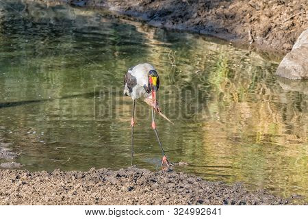 A Saddle-billed Stork, Ephippiorhynchus Senegalensis, With Its Prey, A Catfish, In A River