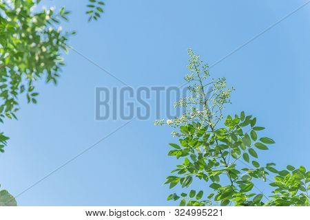 Blooming Sophora Japonica Flower On Tree Close-up Under Blue Sky In Vietnam