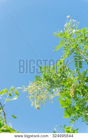 Blooming Sophora Japonica Flower On Tree Close-up Under Blue Sky In Vietnam