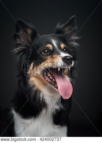 The Dog Snarls. Funny Expression On The Muzzle Of A Border Collie. Pet On A Black Background