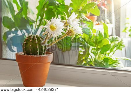 Huge Large Flowers Of A Round Cactus In A Ceramic Clay Pot.