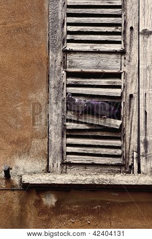 หน้าต่างและนกพิราบ